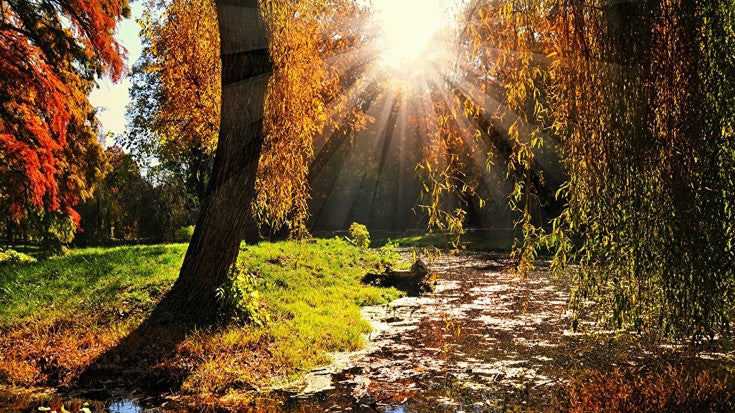 Si l’automne était une chanson; serait-elle triste ou joyeuse ?